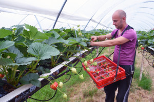 Picking the Strawberrys