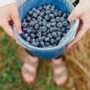 blueberries